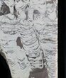 Polished Precambrian Stromatolite - Siberia #57577-1